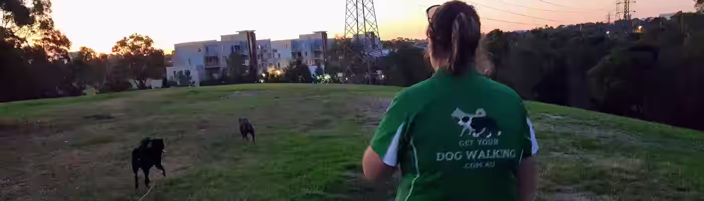 Dogs on an adventure run at sunset