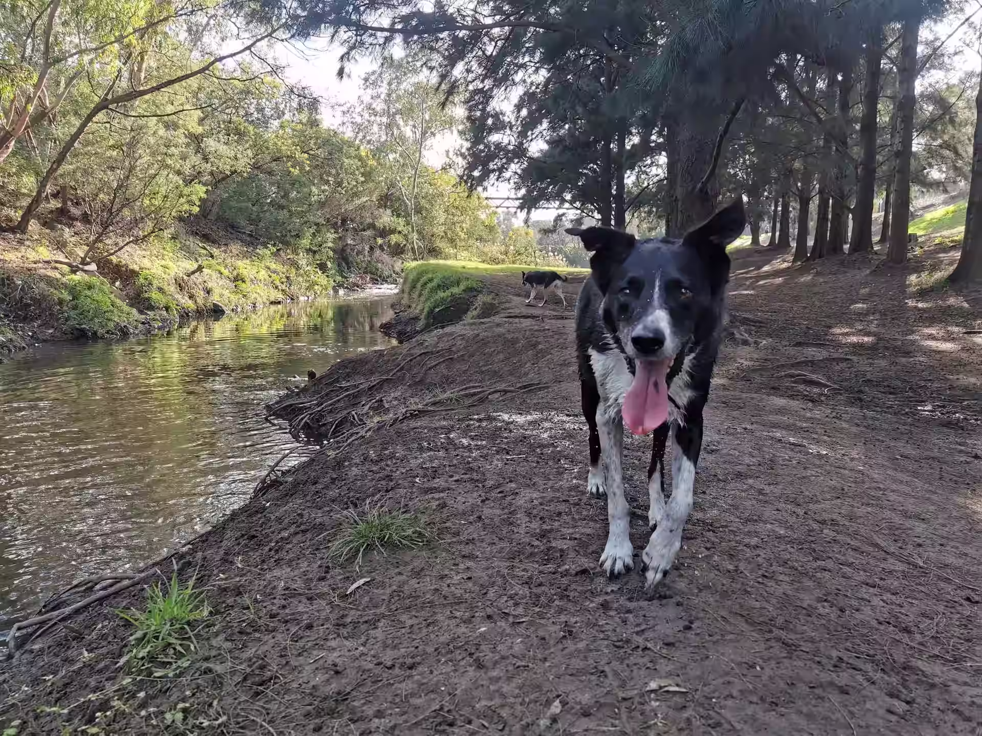 Dog walking hero