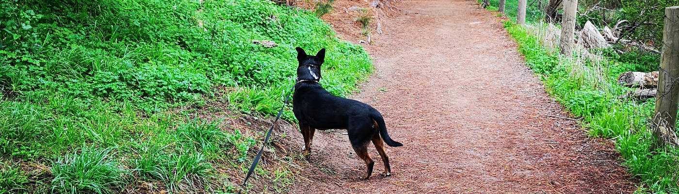 Dog on a private lead walk through a leafy reserve