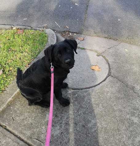 Dog on a focused one-on-one walk