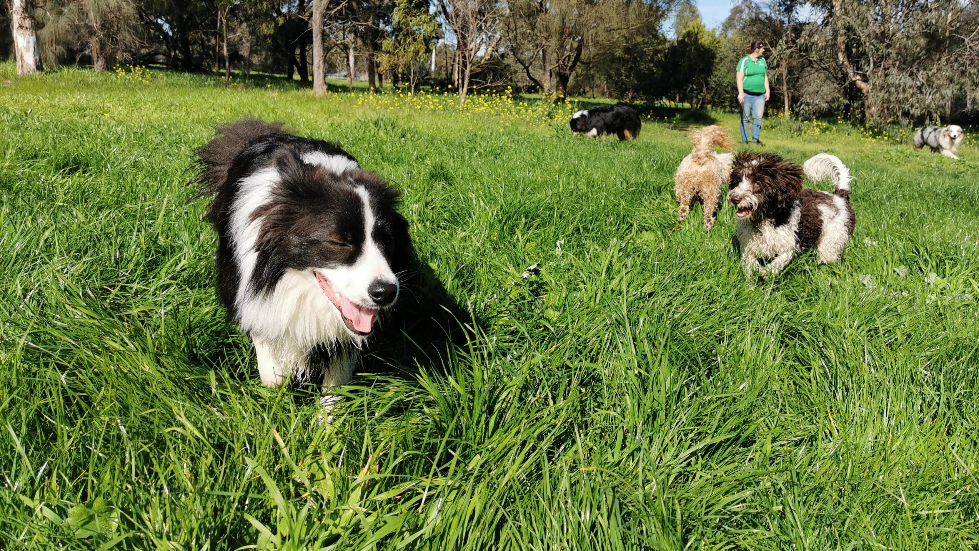Group of dogs playing together in the park