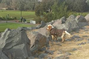 Dog looking out over All Nations park