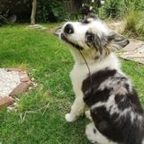 dog walker on home visit with puppy Aussie Shepherd.