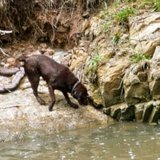 dog walker exploring creek with Labrador Dog at Darebin Creek, Melbourne.