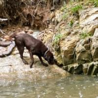 Dogs playing at creek, Gardeners Creek, Melbourne.