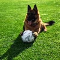 German shepherd with ball on field.