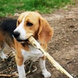 dog walker taking dog on adventure walk and finding sticks to play and chase.