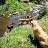dog walker taking dogs to creek, for dogs to play, splash and chase, Gardeners Creek, Melbourne