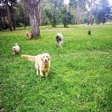 Dog walker taking group dog walk to park to play and chase.