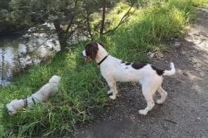 dogs exploring Gardiners Creek.