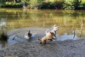 dogs swimming at Lower Eltham Park