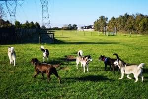 dogs playing at Mill Park dog park.