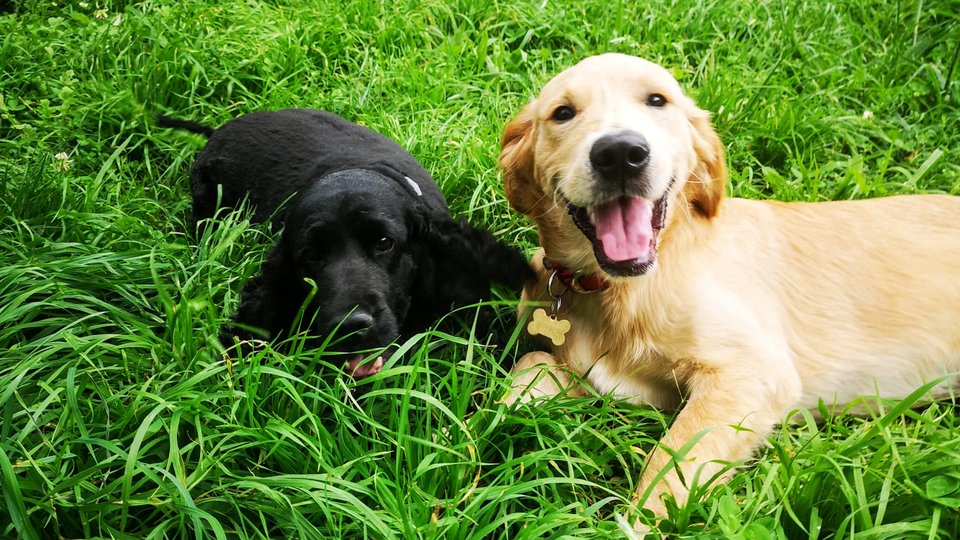 Puppy dogs playing gentle and learning socialisation skills by dog walker.