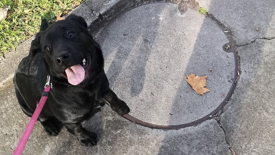 Young dog learning skills by sitting at road with dog walker.