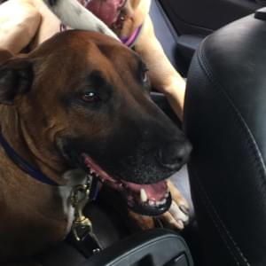 A happy brown and black dog is sitting in the back seat of a car, panting with its mouth open and tongue out. Another dog is partially visible in the background, also appearing content. Both dogs are wearing collars and look relaxed during their car ride.