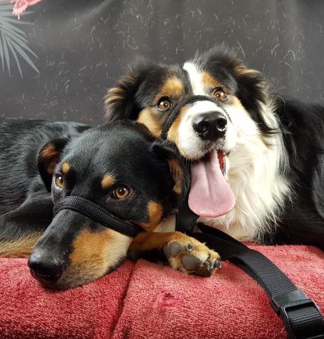 Dog on car trip with local dog walker