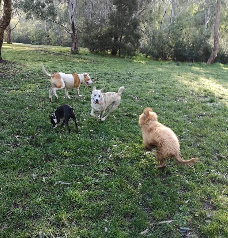 Dog running around at the local park with dog walker