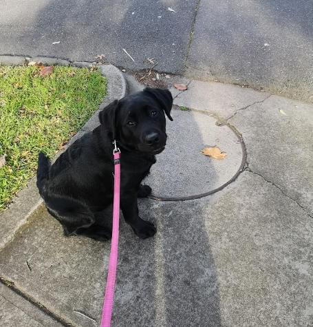 Puupy training by road with dog walker