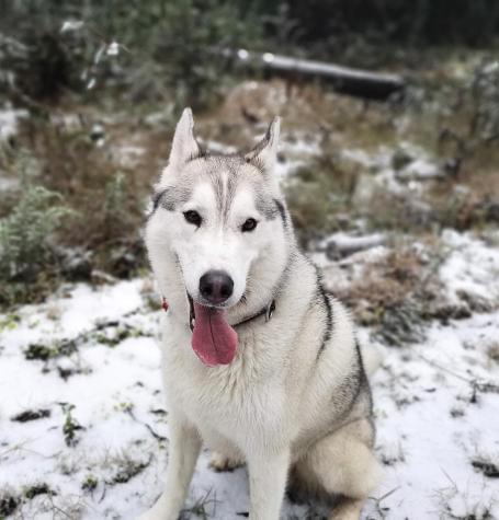 Dogs at snow with dog walker