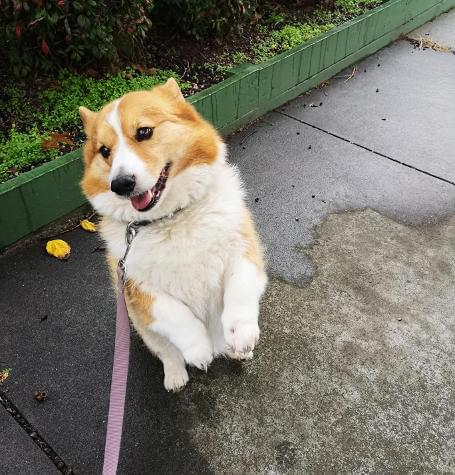 Dog performing tricks with dog walker