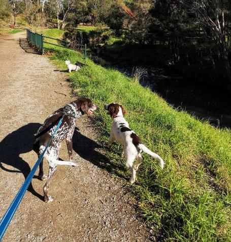 Dogs exploring creek with dog walker