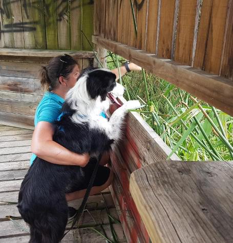 Dogs sight seeing with dog walker