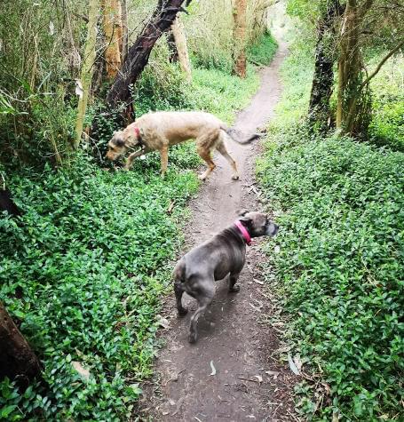 Dogs exploring local bush track with dog walker