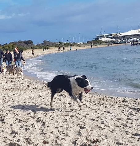 dog running on beach with dog walker