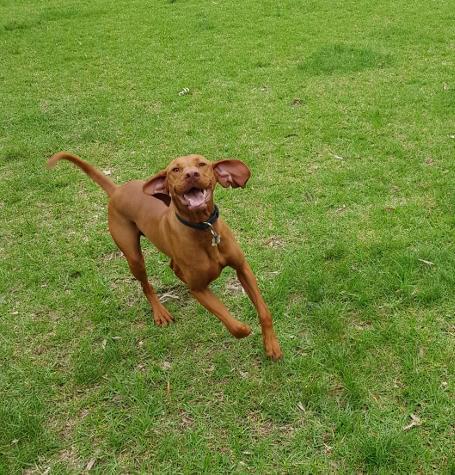 dog happy running on field with dog walker