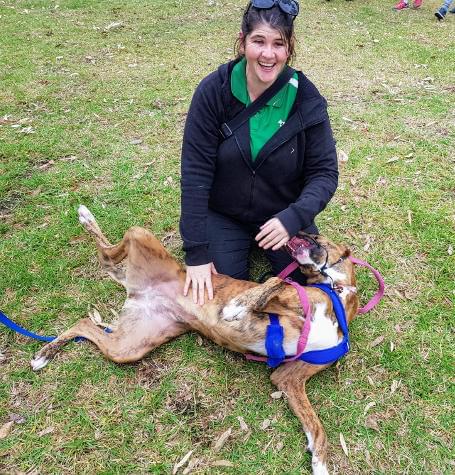 dog walker play with dog 