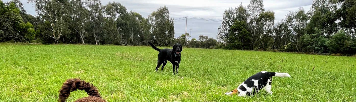 dogs playing and rolling around in grass on dog walk in Melbourne