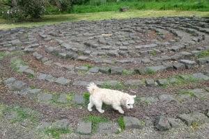 dog exploring Yarra Bend park.