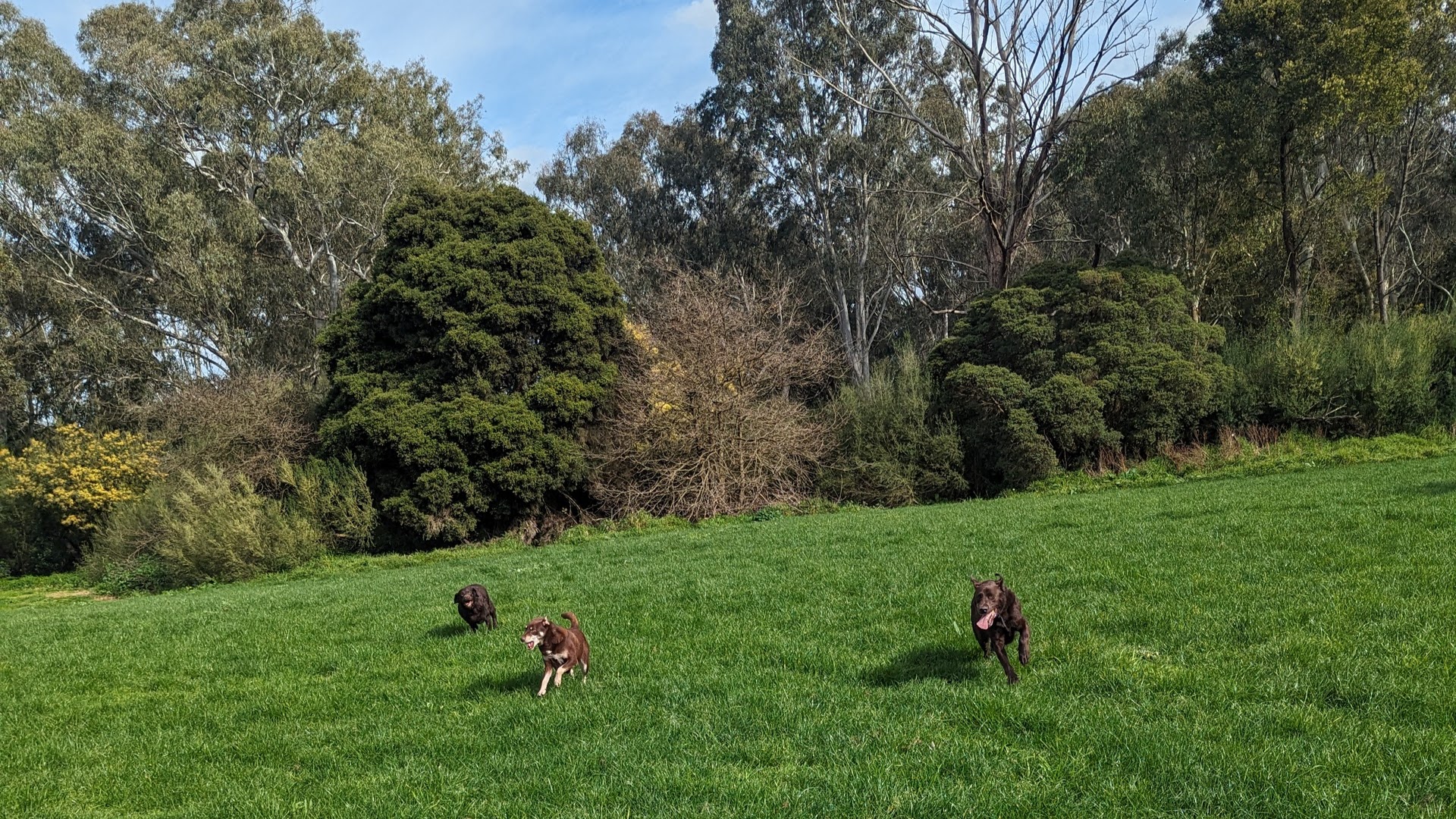 Dog exploring Bulleen Park.