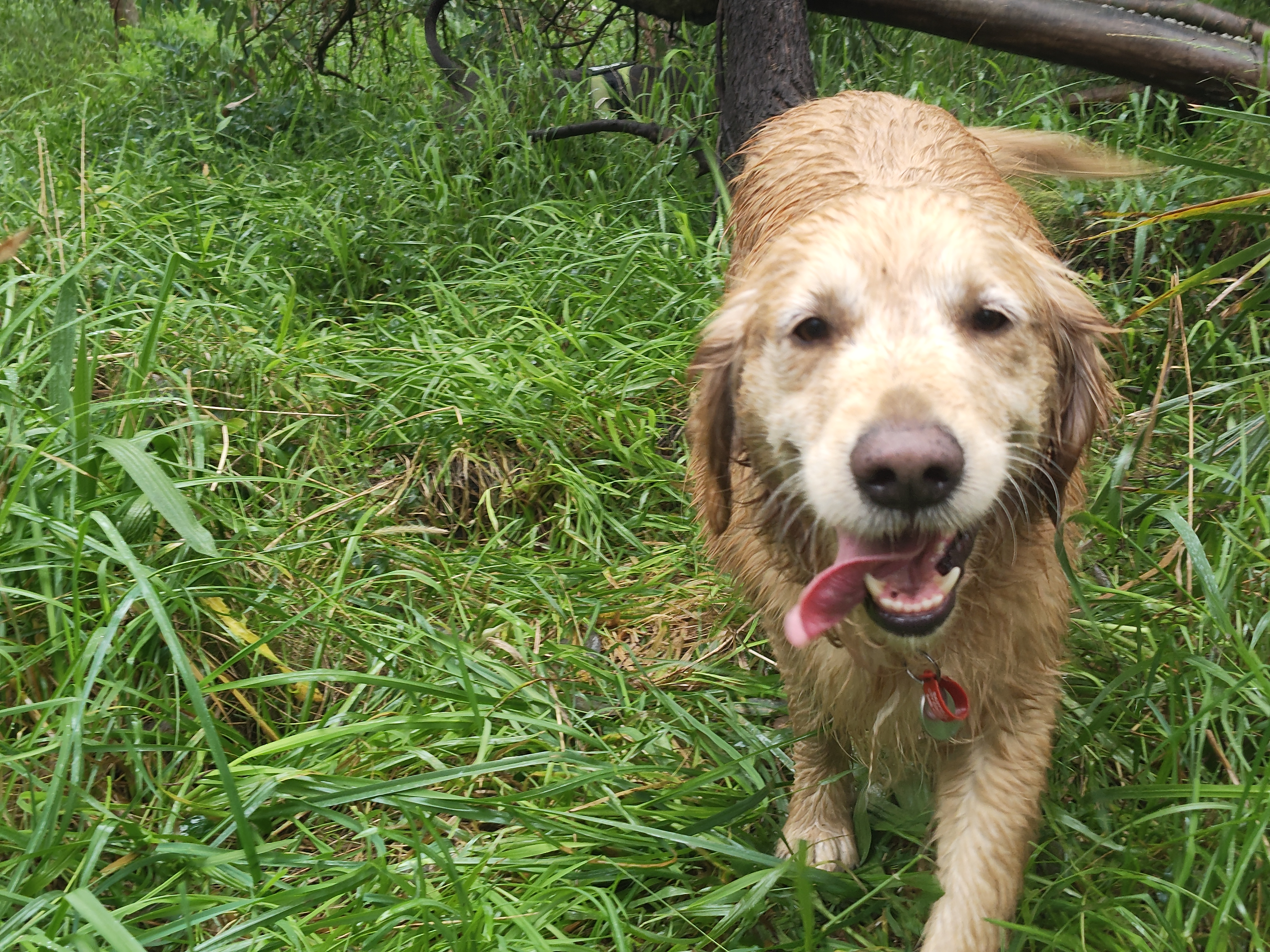 Dog on local Melbourne walking route
