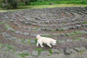 Dog exploring Yarra Bend Park.
