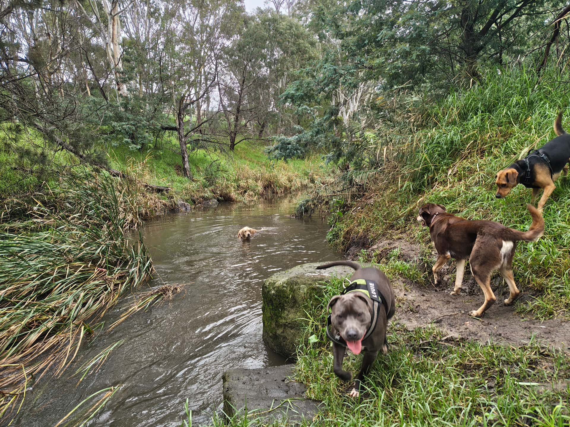 Dogs enjoying a group adventure at Banksia Park
