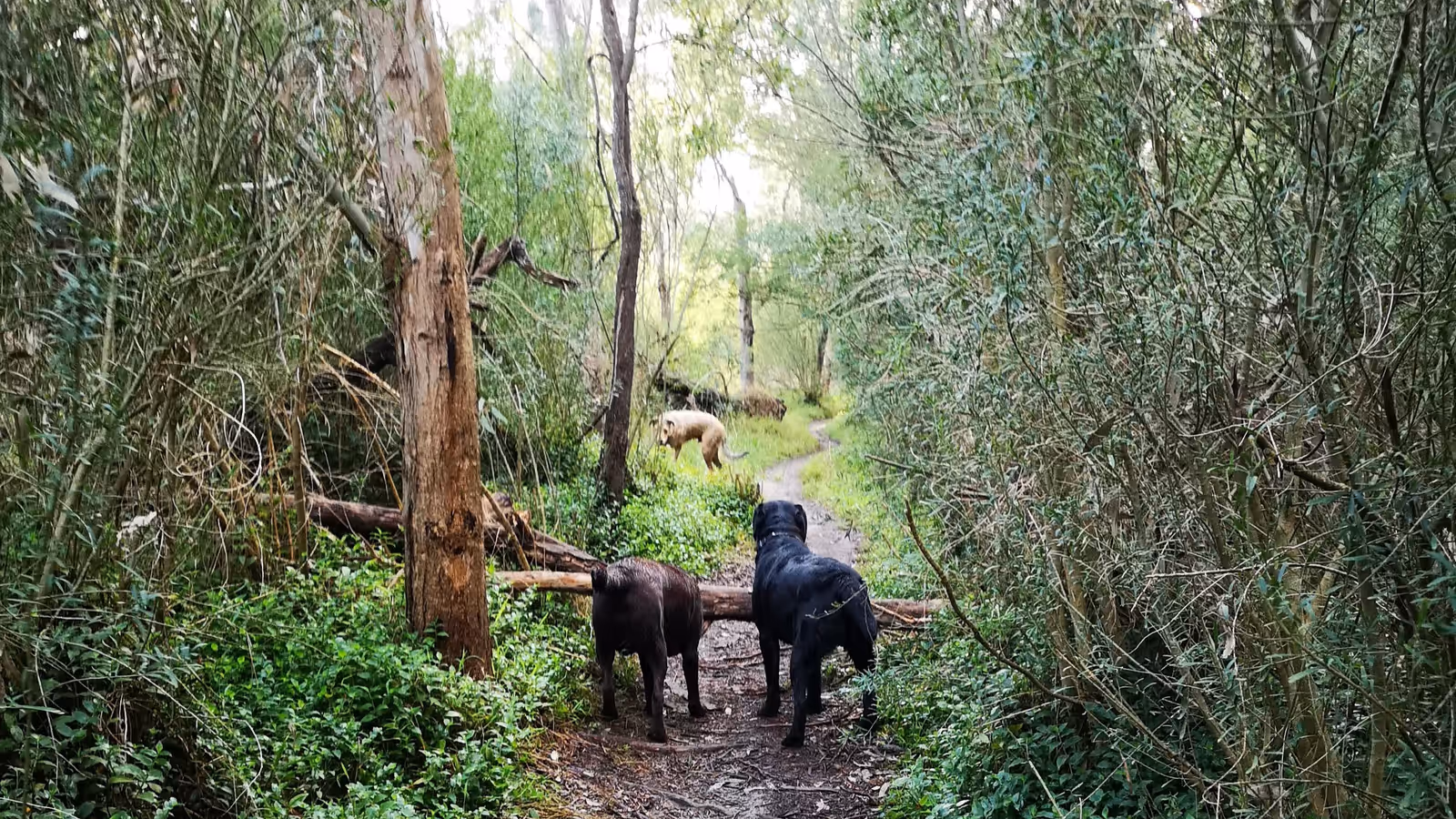 Scenic Bellarine Peninsula coastal walk with dogs
