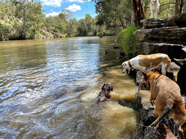 Dogs enjoying a Bellarine creek adventure