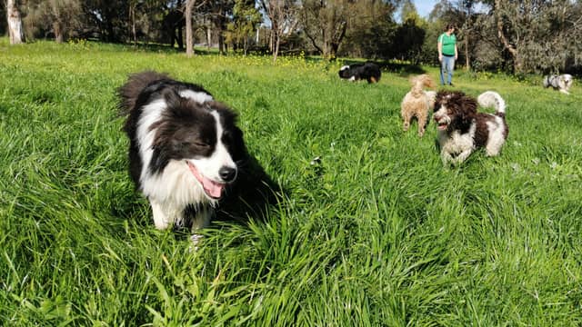 Group of dogs playing together in the park